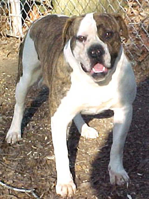 Cedar Creek Kennels - American Bulldog - Tapanga